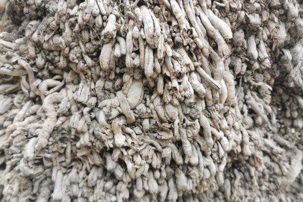 Кракен ссылка 2web krakendark link