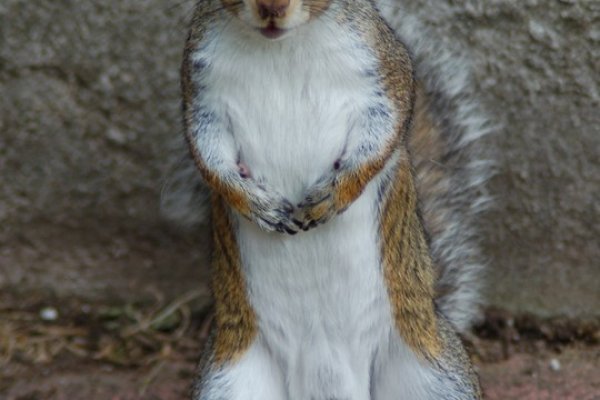 Кракен маркер даркнет