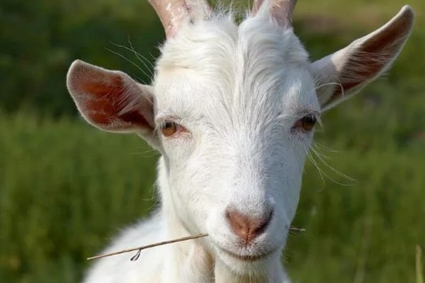 Кракен это что за магазин